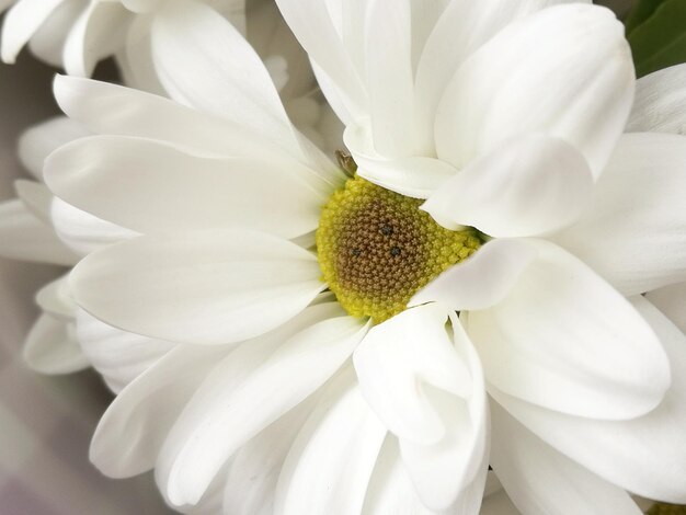 White chrysanthemum flower close up