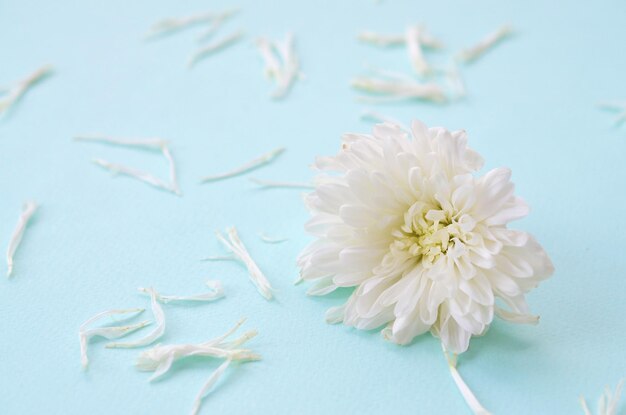 写真 白いクリスアンテマの花の頭と多くの花びらがパステル色の淡い青い色で,背景はぼやけています