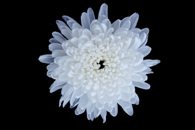 Foto fiore bianco del crisantemo isolato su fondo nero