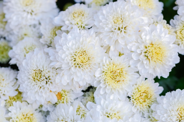 White Chrysanthemum flower on top view 