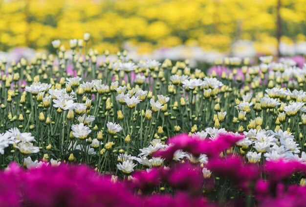 白い菊花と黄色の菊の背景
