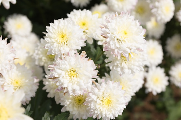 White chrysanthemum flower