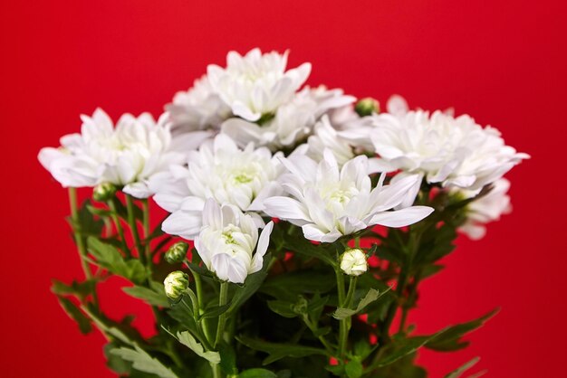 White chrysanthemum flowers bouquet houseplant on red background