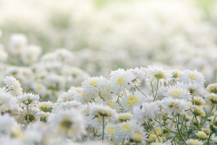Premium Photo | White chrysanthemum flowers, chrysanthemum in the ...