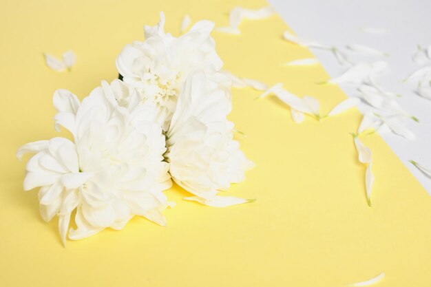 White chrysanthemum on gray and yellow background, colors of the year 2021 copy space, spring mood concept