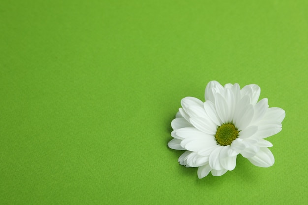 White chrysanthemum on green background, space for text.