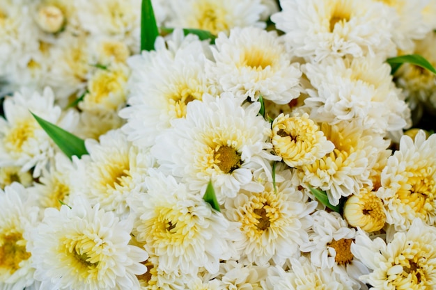 White chrysanthemum on market.