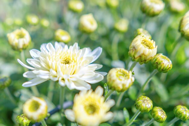 白い菊の花とつぼみ