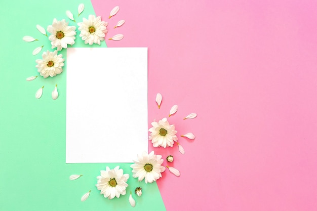 Photo white chrysanthemum with copy space on a green and pink background