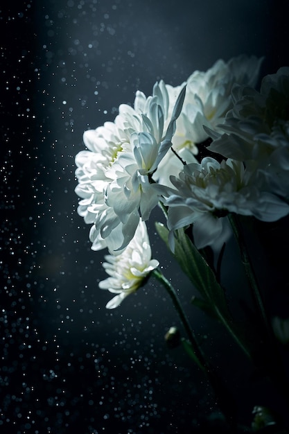 White chrysanthemum with spot light and snow effect in the background Dark background atmospheric minimalistic poster