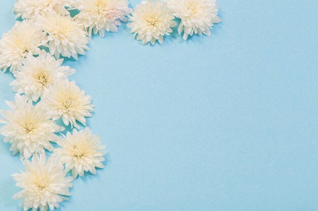 White chrysanthemums on blue paper