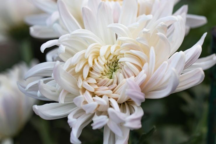 Photo 白いクロザンテム 秋の晴れた日 秋の花