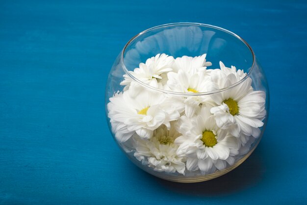 White chrysanthemums in a glass vase on a blue background. Copy space