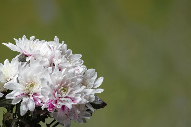 White chrysanthemums on a green background copy space