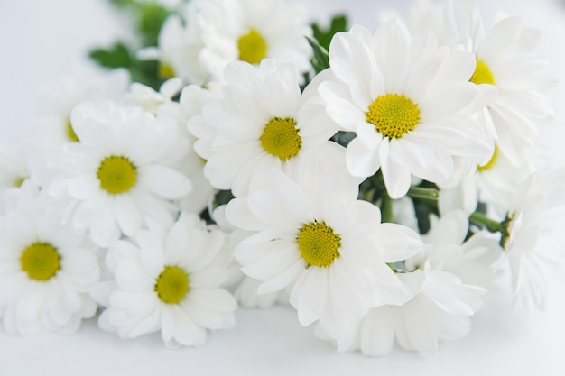 white chrysanthemums isolated