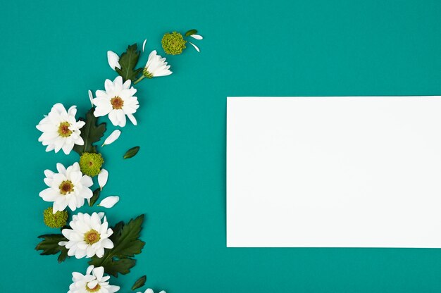 White chrysanthemums on a teal background with copy space for text in top view. Minimal nature love concept