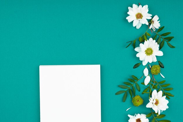 White chrysanthemums on a teal background