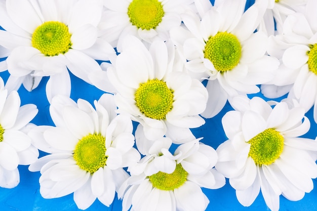 White chrysanthemums