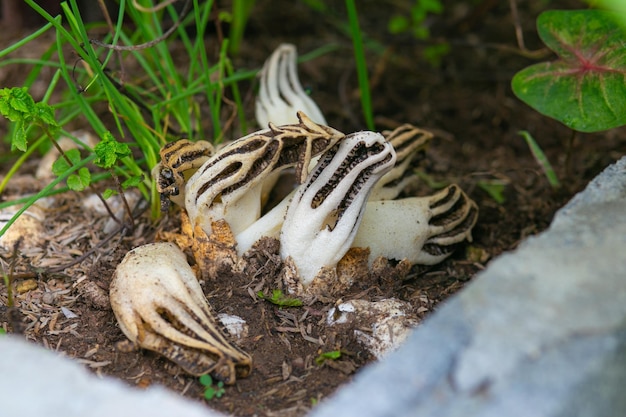 White Clathrus archeri, also known as octopus stinkhorn mushroom or devils fingers.