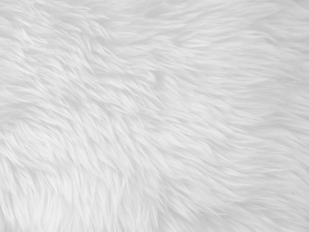 White clean wool texture background light natural sheep wool white seamless cotton texture of fluffy fur for designers closeup fragment white wool carpet