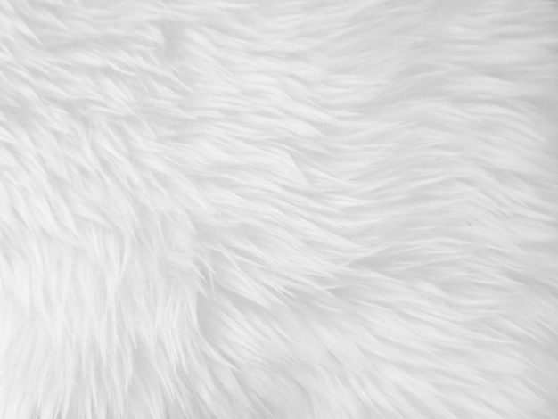 흰색 깨끗한 울 질감 배경 밝은 천연 양털 흰색 매끄러운 면 질감 디자이너를 위한 푹신한 모피 조각 흰색 양모 카펫