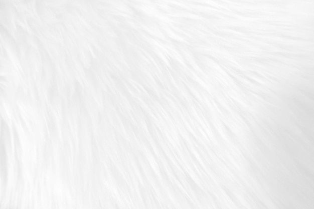 White clean wool texture background light natural sheep wool
white seamless cotton texture of fluffy fur for designers closeup
fragment white wool carpetx9