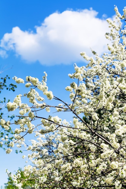 White cloud in blue sky and cherry tree blossoms