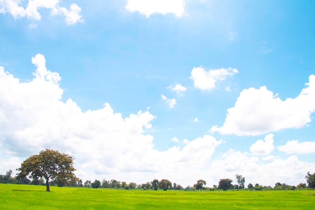 White clouds in blue sky with meadow tree the sky with clouds have copy space for background