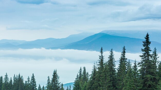 Белые облака медленно движутся по осеннему горному лесу на холме во время дождя Успокаивающий вид на вечнозеленый сосновый лес в горах в тумане Живописный красивый загадочный пейзаж 4k
