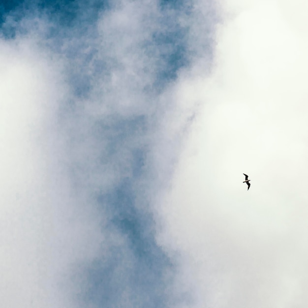 Foto nuvole bianche con singolo uccello nel cielo