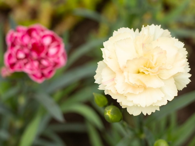 White clove in a ground on a garden bed