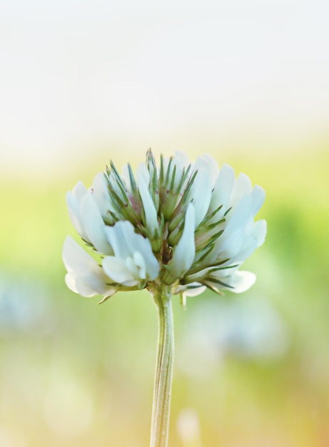 焦点がぼけた緑の背景に白いクローバーの花。