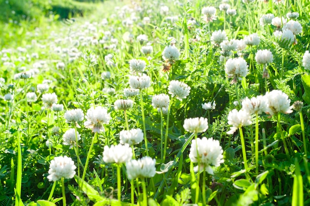 Цветы белого клевера весной Фото с малой глубиной резкости Клевер на лугу