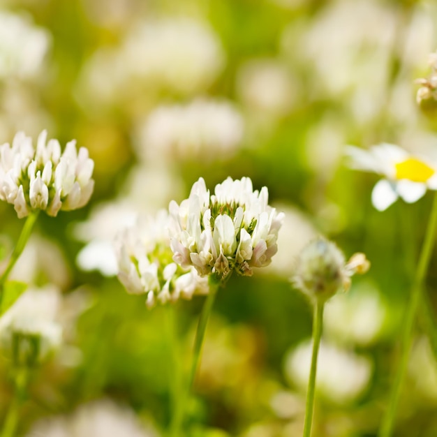 White clover flowers in spring shallow depth of field