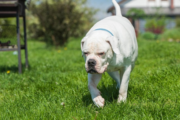 白衣のアメリカンブルドッグ犬が家を守る