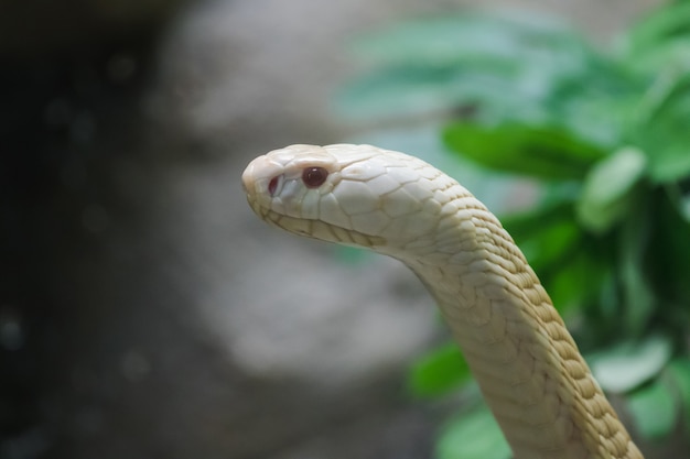 動物園のガラスのクローゼットを通して見る白いコブラ