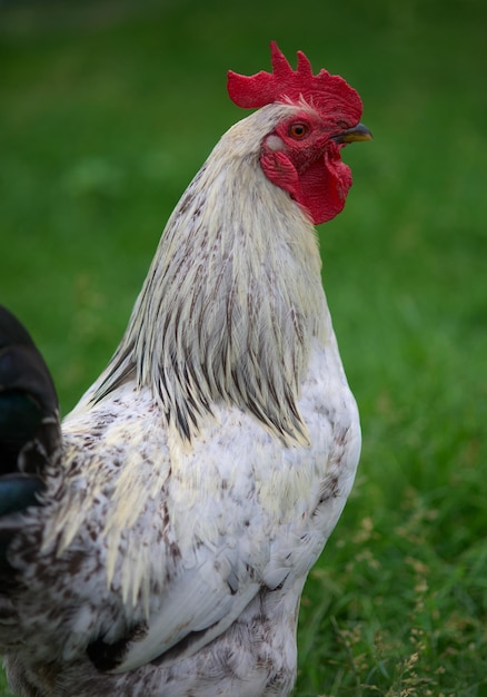 White cock on a green background