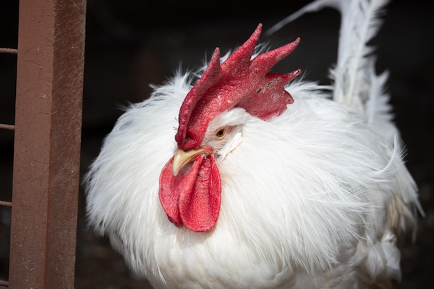 White cock portrait close up