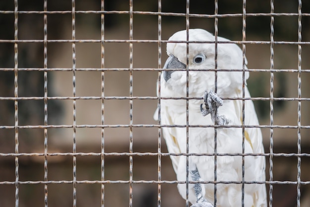 Белый какаду попугай, глядя через клетку, грустно ждет принятия и любопытно с глаз.