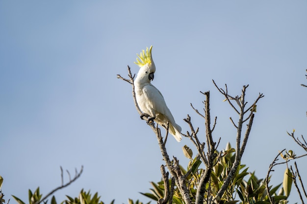 White cockatoo perched in a tree in a national park in springtime