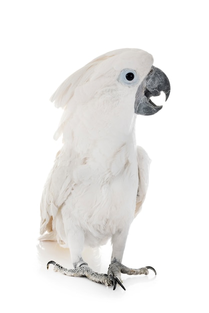 Photo white cockatoo in studio