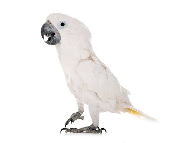 White cockatoo in studio