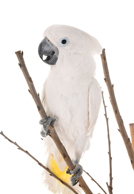 Cacatua bianco in studio