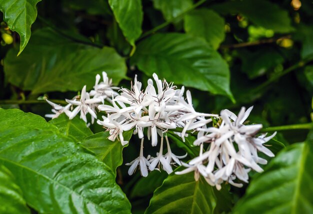 写真 白いコーヒー花がコーヒー植物の季節にき緑のコーヒー葉が近づいている