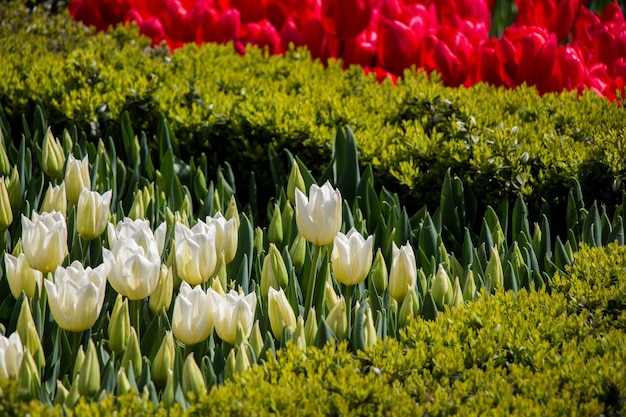 庭の白い色のチューリップの花