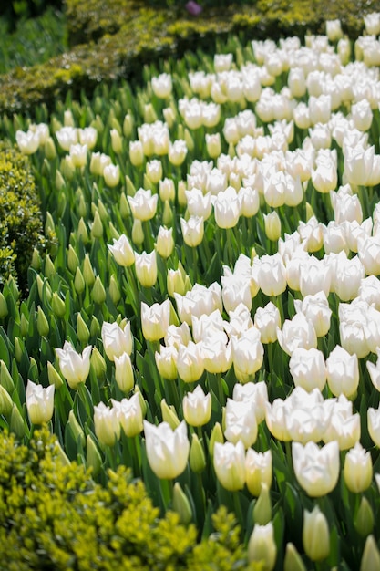 庭の白い色のチューリップの花