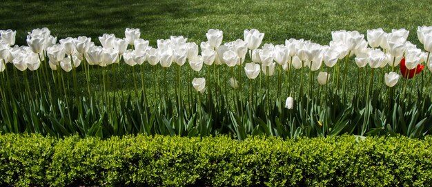 庭の白い色のチューリップの花