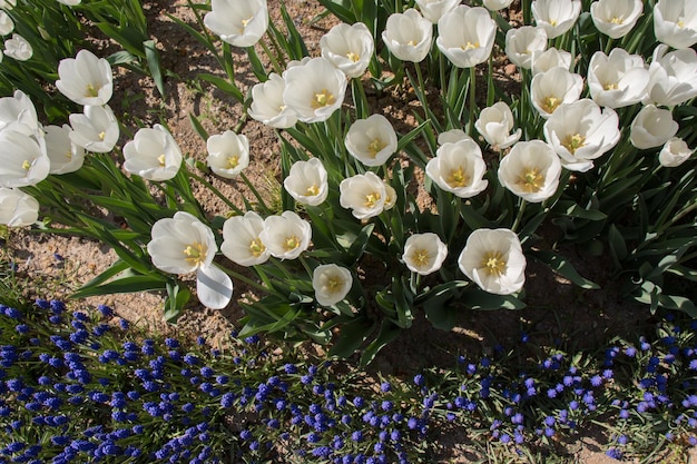 庭の白い色のチューリップの花