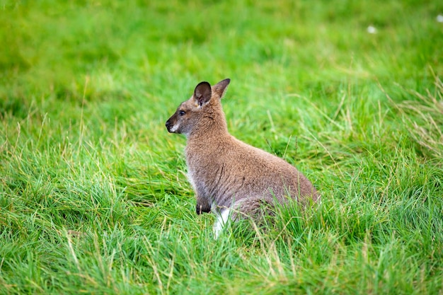 動物園の緑の芝生に座っている白い色のアルビノ ワラビー オーストラリアのカンガルー