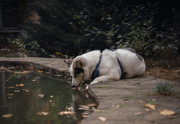 犬の散歩のシュレイアにいる白い犬は、噴水や池で水を飲みます
